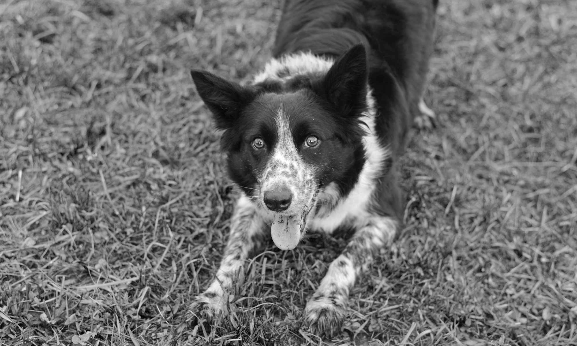 Hütehund auf dem Bergwinklhof