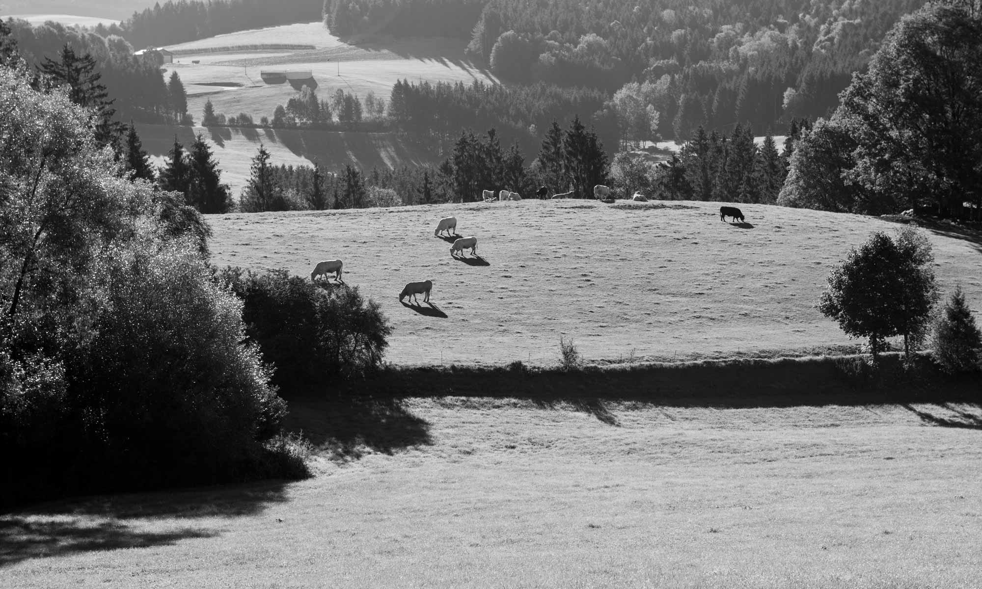 Charolais-Rinder auf dem Bergwinklhof