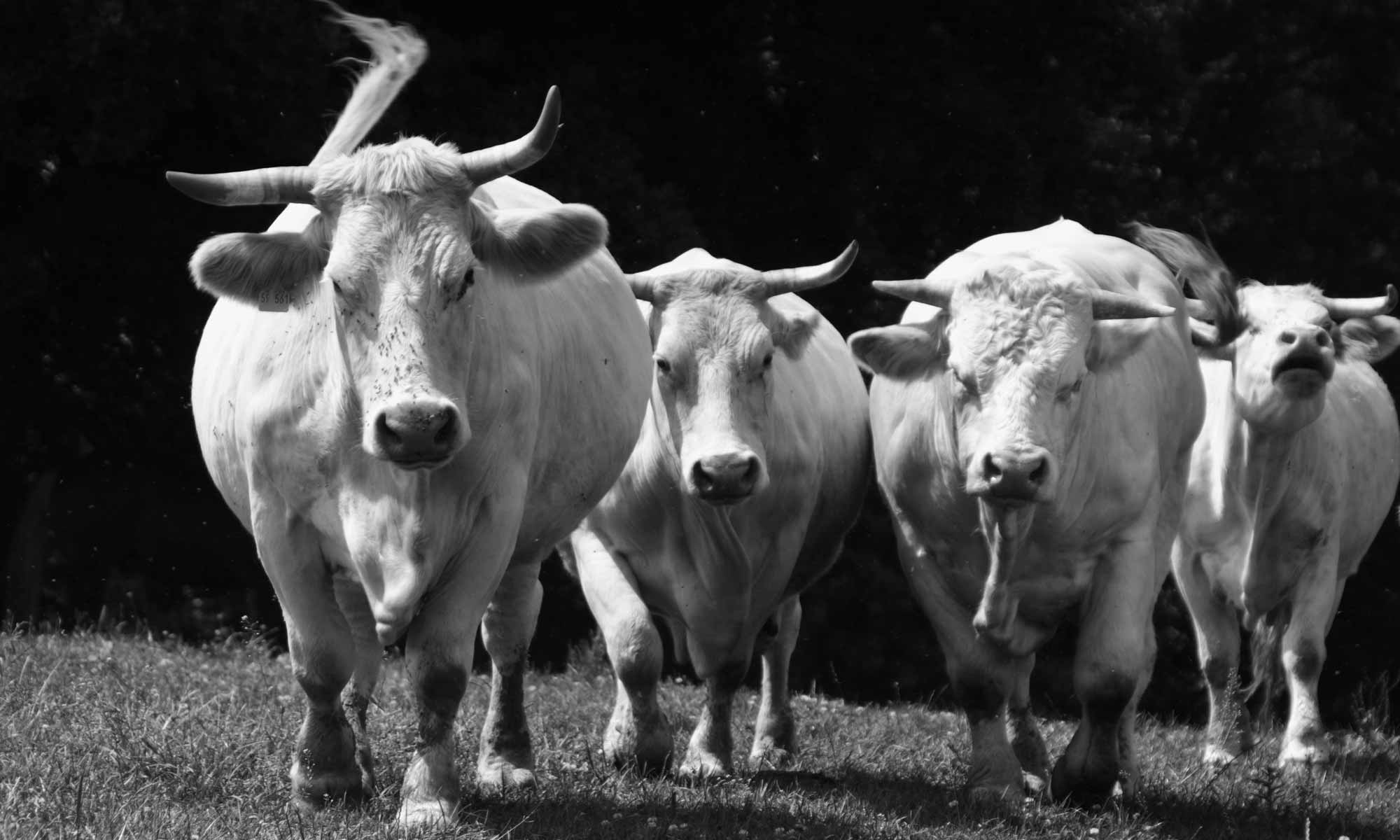 Herde Charolais Rinder auf der Weide des Bergwinklhofs