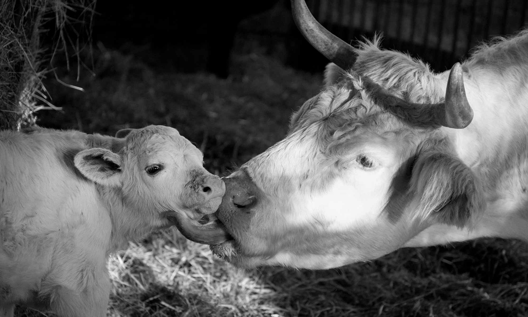 Kuh und Kalb