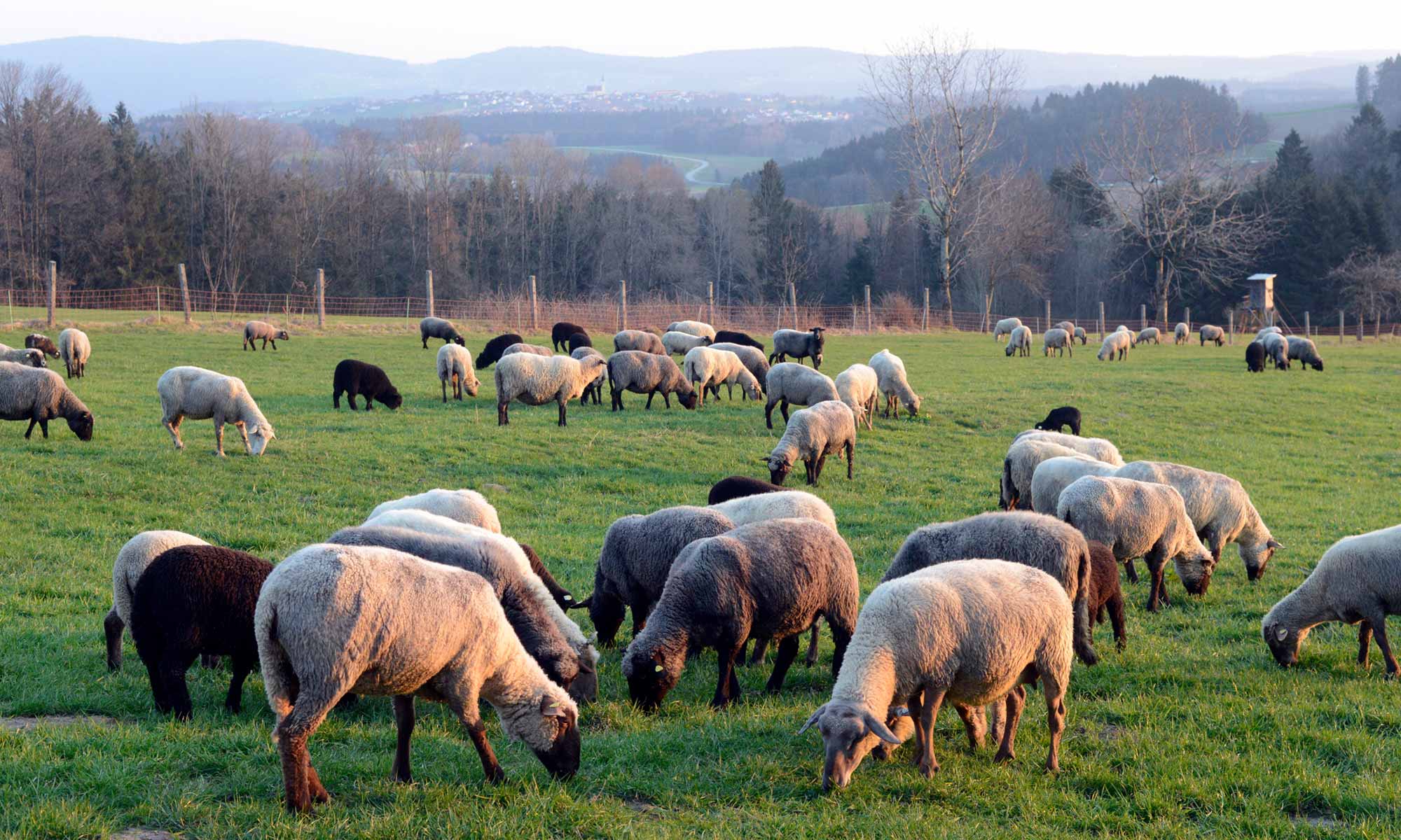 Weidende Schafe auf dem Bergwinklhof
