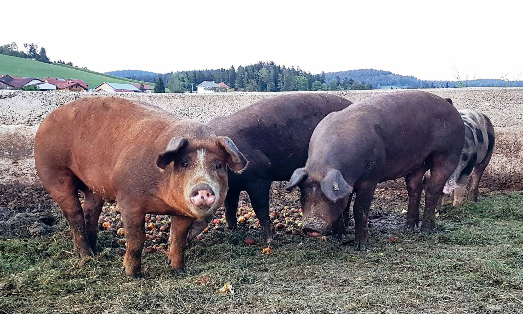 Duroc-Schweine auf dem Bergwinklhof