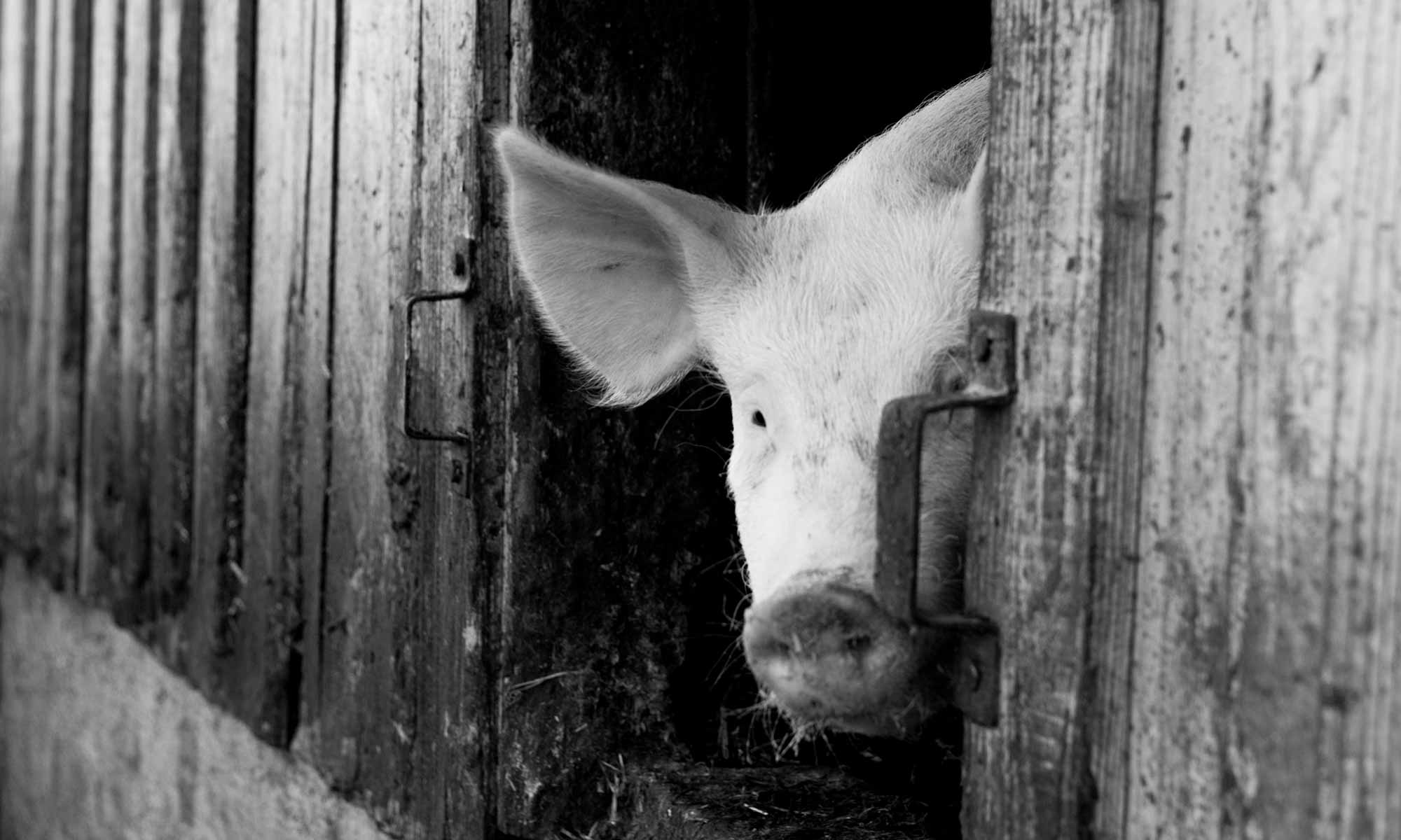 Schwein im Stall des Bergwinklhofs