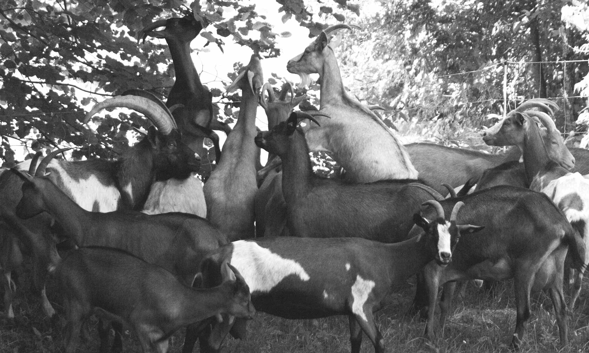 Ziegenherde auf dem Bergwinklhof