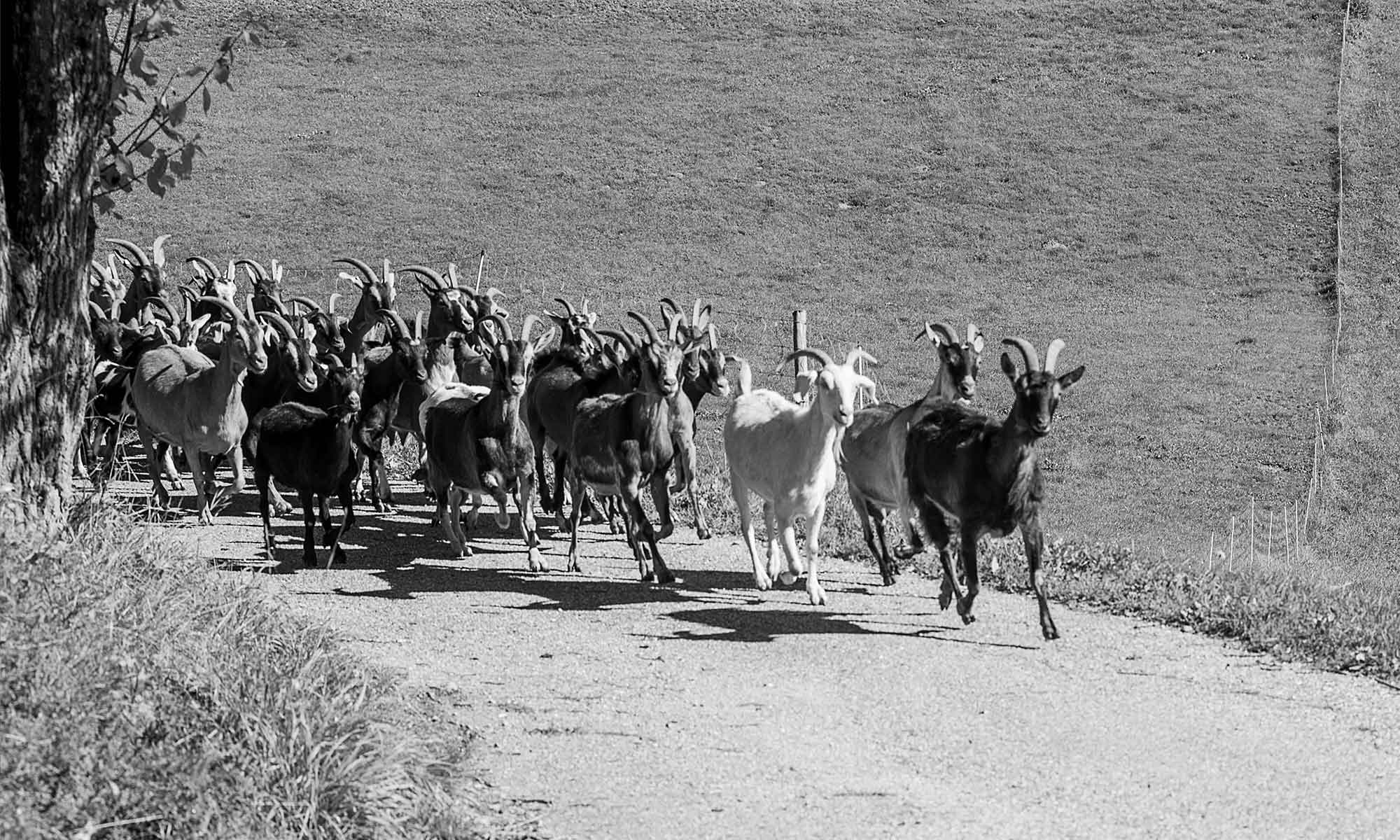 Ziegenherde des Bergwinklhofs auf dem Heimweg